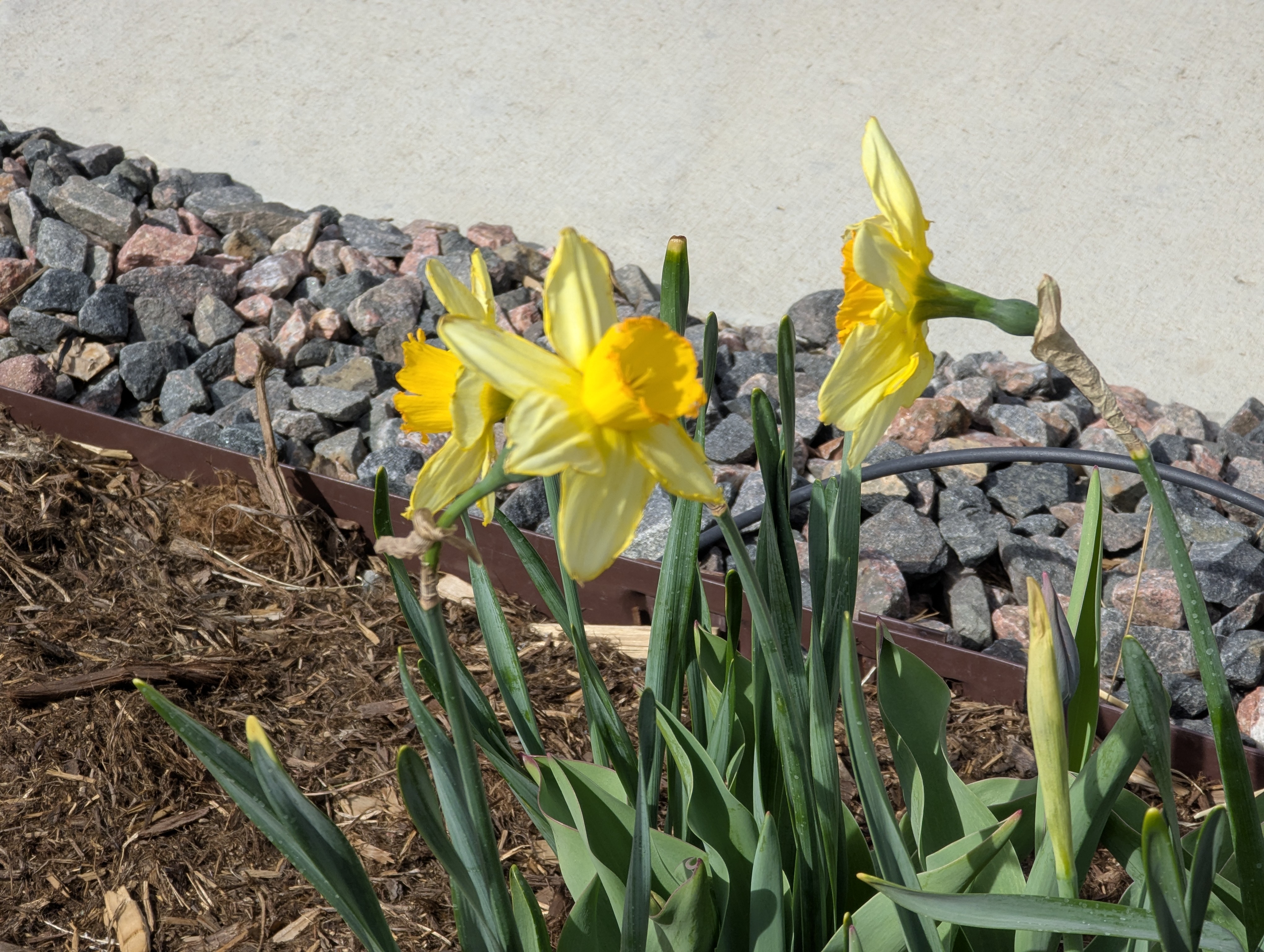 Daffodils, Morrison, Colorado